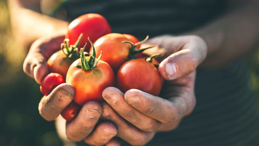 Sanidad vegetal: un recurso clave para avanzar hacia una agricultura de calidad, productiva y respetuosa con el medio ambiente