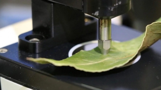 Un método español permite determinar la madurez de la fruta sin tocarla y promete cambiar la cosecha