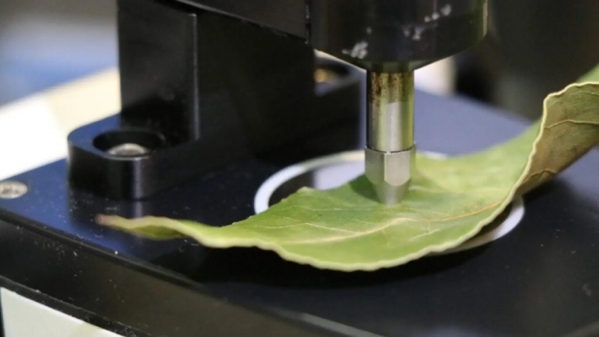 Un método español permite determinar la madurez de la fruta sin tocarla y promete cambiar la cosecha