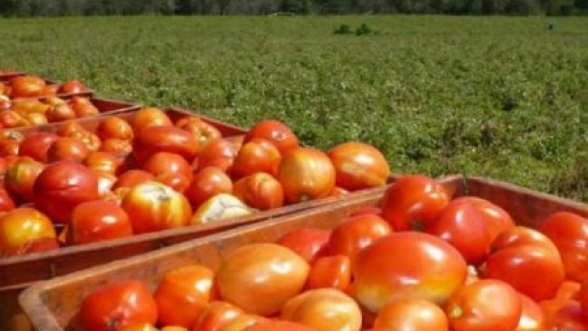 De un almacén en Laferrere a producir tomates y granos, y armar un feedlot: la historia de los Fera
