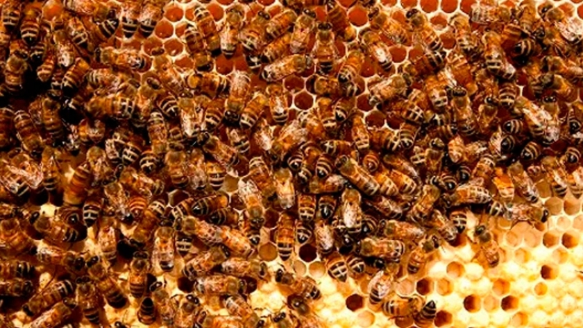 Qué debe hacer un productor apícola ante un ataque de langostas