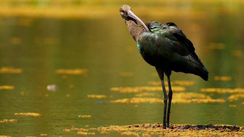 Ambiente de la Nación creó el Plan Nacional para la Conservación de Aves Playeras