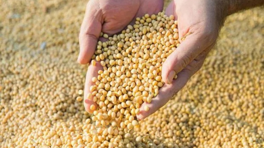 El INASE busca generar un mercado más “justo” y aumentar el uso de semillas fiscalizadas