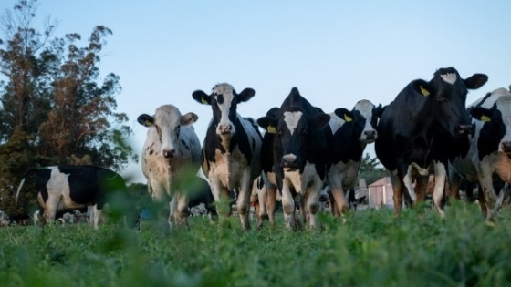 <Crean vaca genéticamente modificada para producir insulina en su leche