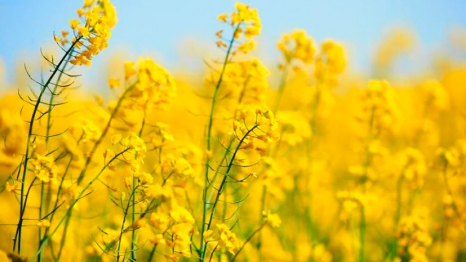 La colza vuelve al centro del escenario con nuevas variedades y oportunidades productivas