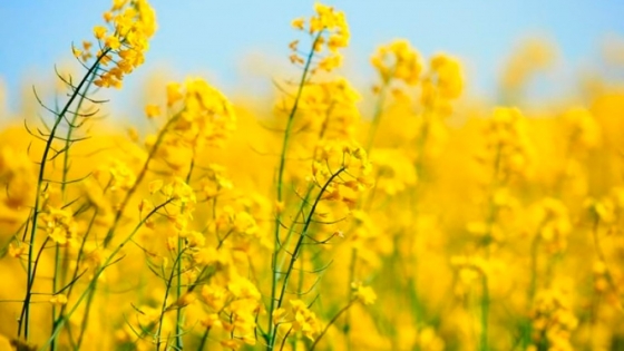 La colza vuelve al centro del escenario con nuevas variedades y oportunidades productivas