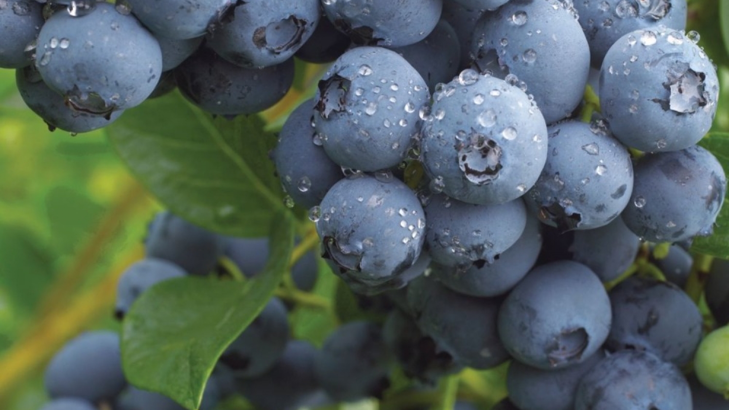 INTA impulsa nuevas variedades de arándano adaptadas al NEA para mejorar rindes y calidad