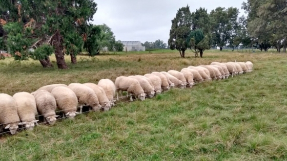 Jornada Internacional para analizar el potencial de las ovejas criollas