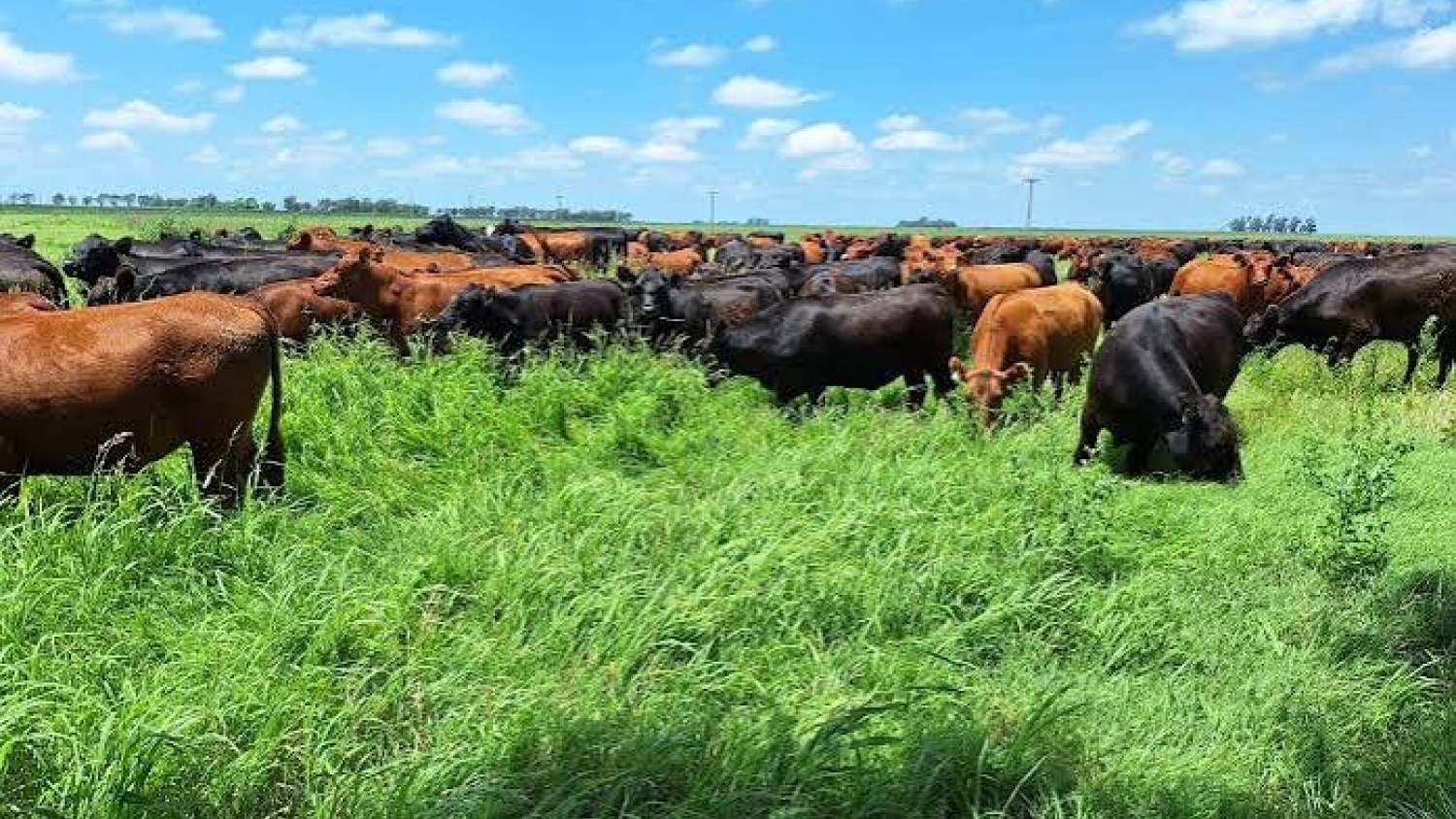 La ganadería argentina mira al mundo y enfrenta un desafío clave: producir más pasto