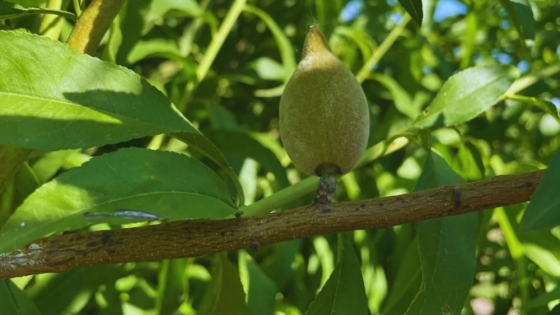 Requerimientos térmicos en almendros: clave para optimizar la producción en Catamarca