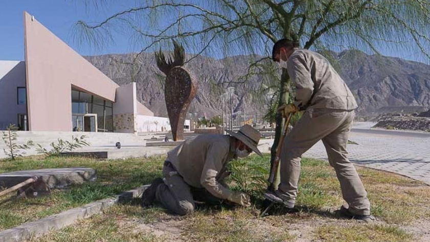 En Anchipurac trasplantan árboles que crecieron de forma natural