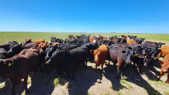 Estrategias para una producción ganadera sustentable