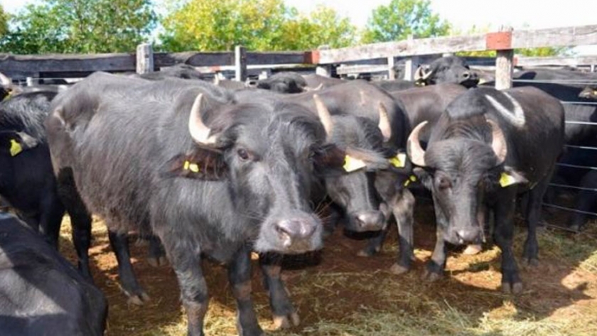 Córdoba apuesta a la exportación de carne de búfalo