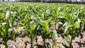 Oferta, demanda y tecnología: los tres ejes claves que permitieron triplicar la producción de maíz
