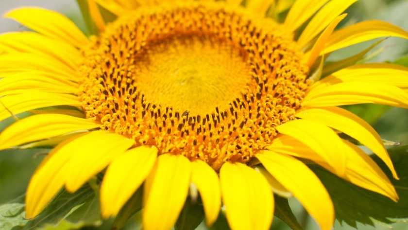 Girasol: investigan cómo maximizar la fotosíntesis para aumentar el rendimiento
