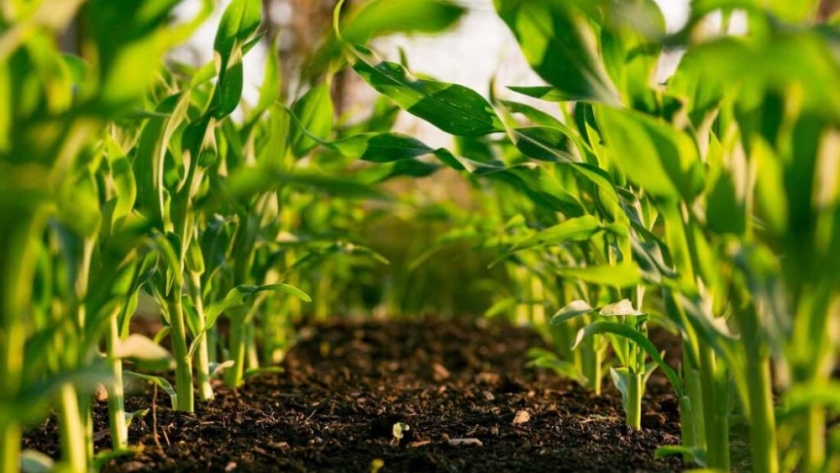 La agricultura sufre la mayor caída en medio de una lenta recuperación económica