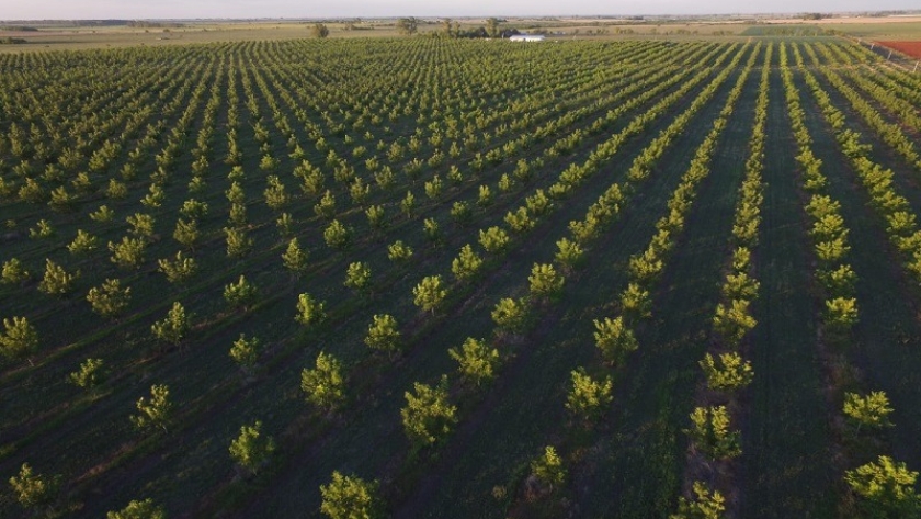 Sudamérica busca consolidarse como un polo de investigación en pecán