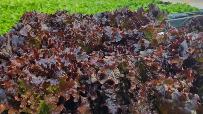 El IDR ya incubó más de 40 proyectos agrícolas