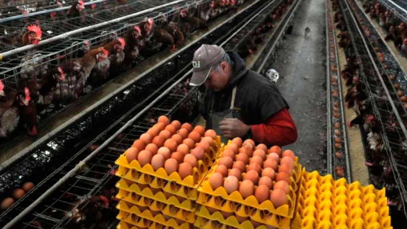 Avicultura: huevos con alta demanda, carne en baja