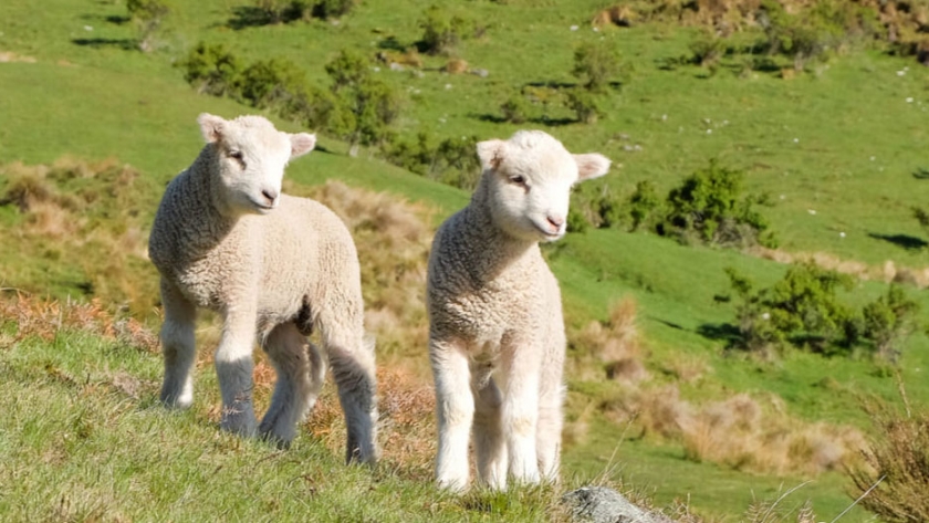 Nueva Zelanda cría las primera ovejas "bajas en emisiones de metano"