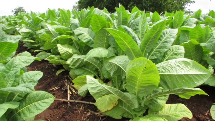 Productores cobran $70 millones del Fondo Especial del Tabaco