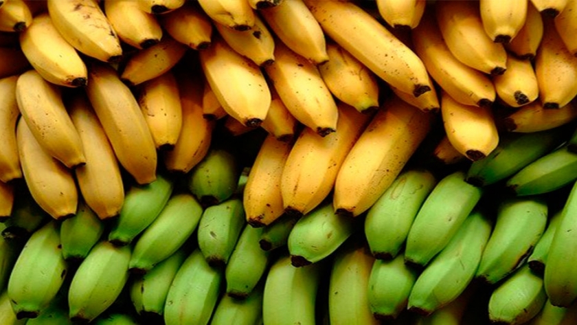 Bananas en peligro: CRISPR podría ser la única esperanza del banano contra un hongo mortal