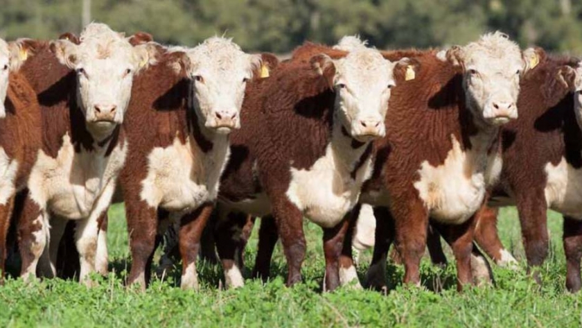 Pasturas: la capacidad transformadora clave en la ecuación de la cría