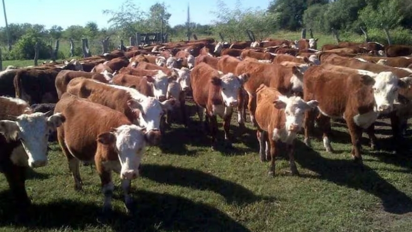 Carne: los números no dicen todo lo que muestran