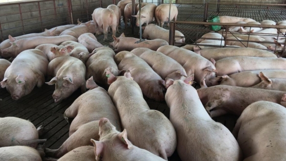 La epidemia porcina en China impacta el mercado global de carne de cerdo