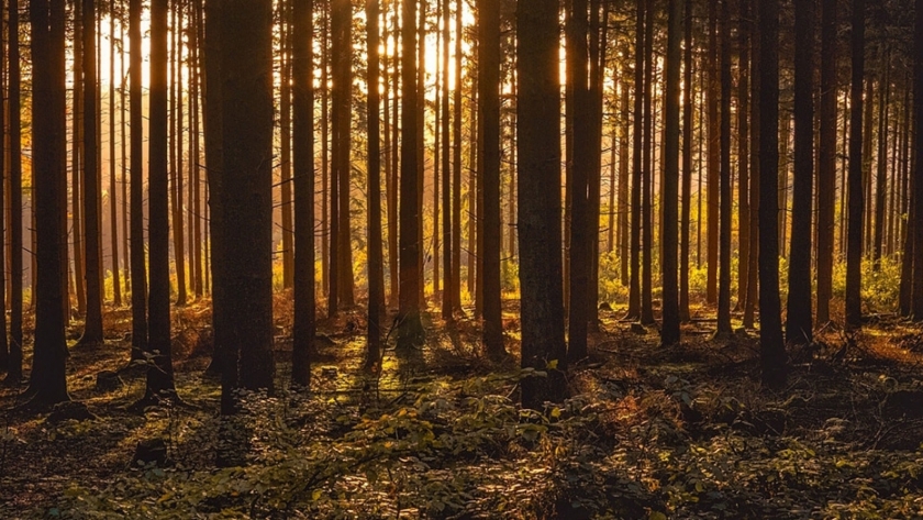 Encuentro virtual internacional por el cambio climático