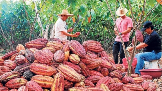 Precios récord del cacao ofrecen oportunidad uÚnica para productores Latinoamericanos