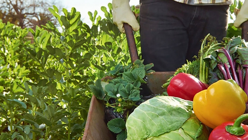 Proyecto de producción de alimentos para asistir a comedores del sur bonaerense