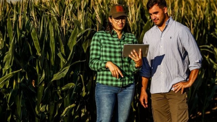 La producción de maíz, pensada a largo plazo