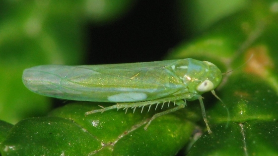 La chicharrita del maíz inicia 2026 con presión contenida y foco en el monitoreo regional