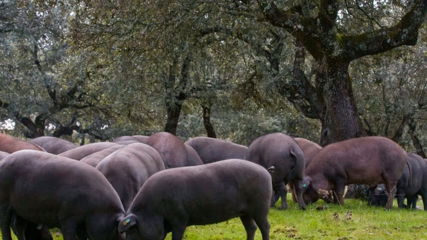 En España, luego del daño por la nieve, están clonando los robles de bellota que comen los cerdos pata negra