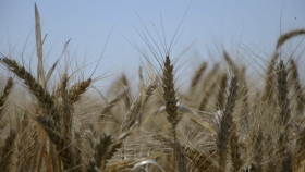 El trigo y su fiesta le darán marco al Precongreso Virtual Trigar 2021