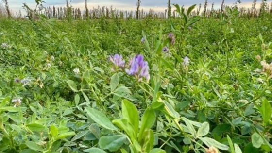 Alta demanda de alfalfa en Río Negro: 27.000 hectáreas y 20% de las exportaciones argentinas