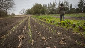CEDEPO: verduras agroecológicas y producción apícola en el conurbano bonaerense