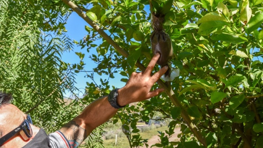 El Ministerio de Producción reproduce árboles frutales mediante la técnica  de acodos aéreos | Agroempresario.com