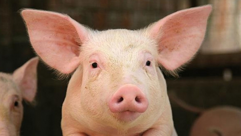 Investigan en Francia la mejora de la alimentación de los cerdos a base de pastos para mejorar la calidad de su carne