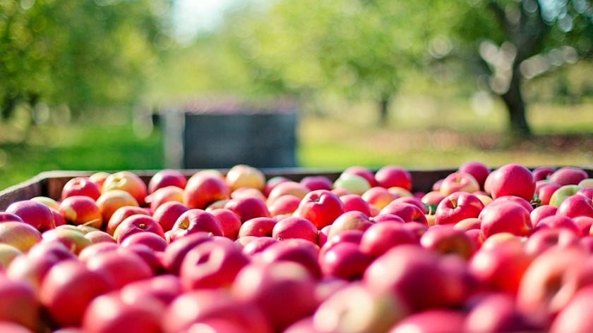 Cuidados poscosecha: una vida larga a la fruta 