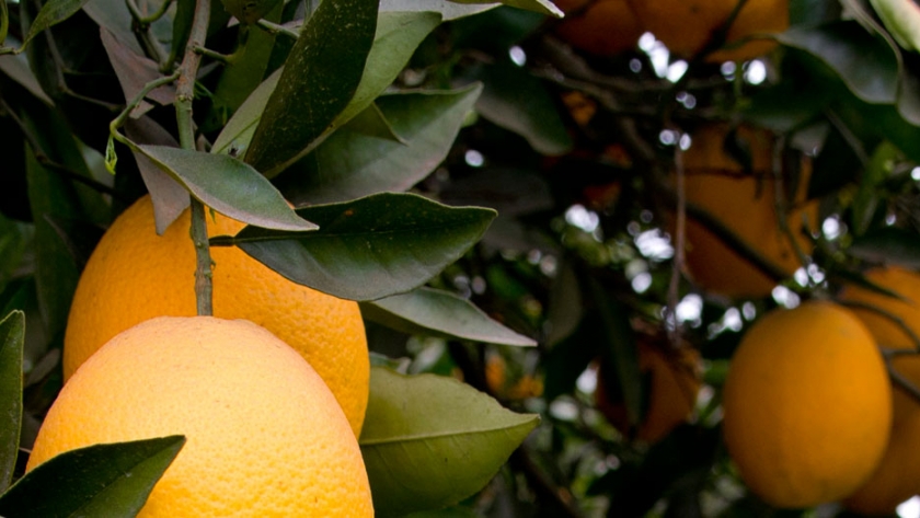 Se avanza en Buenas Prácticas Agrícolas en frutihorticultura