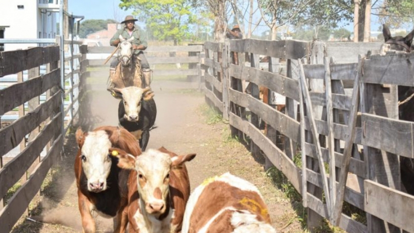 El sexto remate ganadero del año se realizará en Machagai de manera virtual