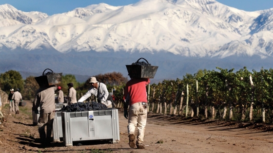 Retenciones: el Gobierno de Mendoza pidió rever la alícuota del 8% para la vitivinicultura
