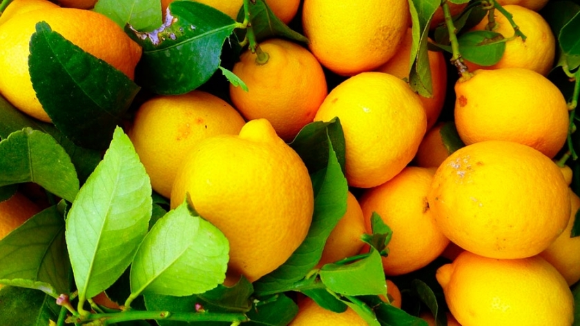 Una empaquetadora tucumana lleva fruta fresca al mercado europeo