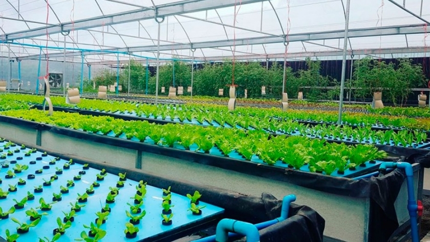 Cadena hotelera impulsa una granja sostenible para garantizar alimentos frescos