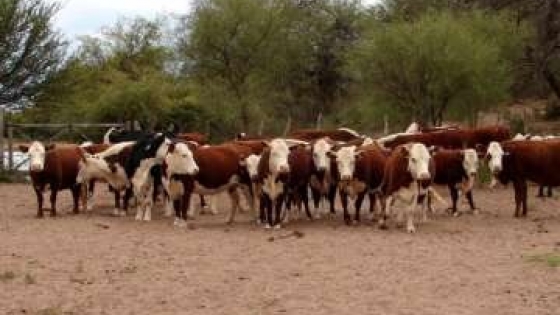 Agro en Buena Esperanza: producción agrícola-ganadera en el sur puntano