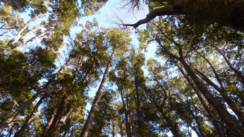 Ambiente trabaja en las acciones 2021 para el manejo de bosques con ganadería integrada