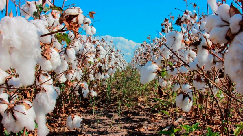 Chaco lanza un plan algodonero para pequeños productores