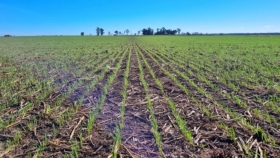 Lluvias inesperadas revitalizan el trigo y devuelven el optimismo en el corazón agrícola argentino
